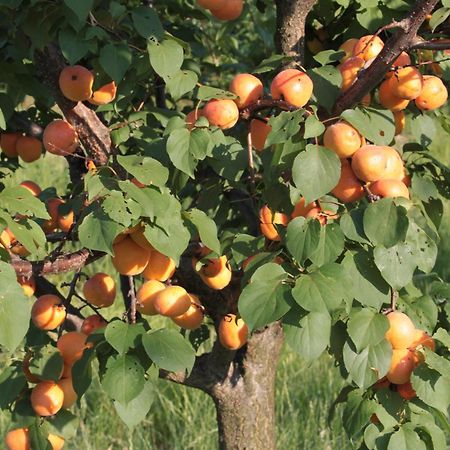 Agriturismo I Ciliegi Appartamento Ginestra Montignano Экстерьер фото