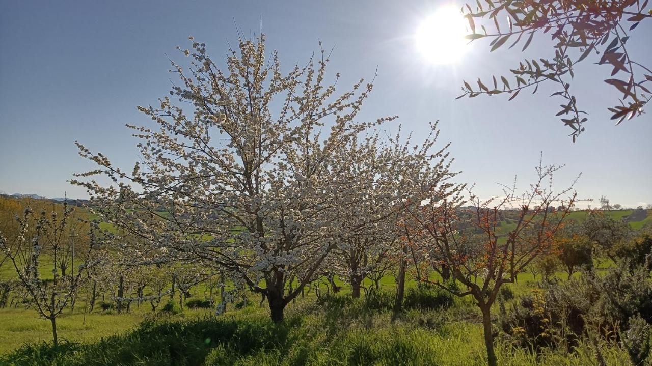 Agriturismo I Ciliegi Appartamento Ginestra Montignano Экстерьер фото