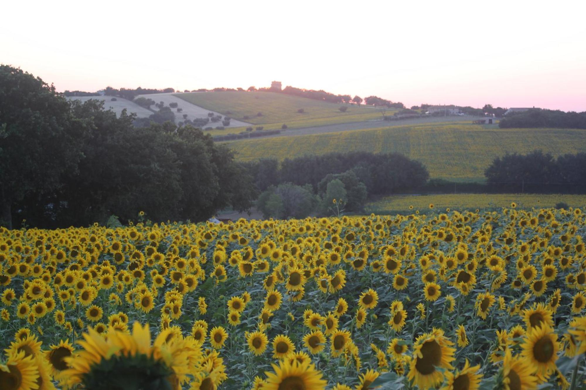 Agriturismo I Ciliegi Appartamento Ginestra Montignano Экстерьер фото